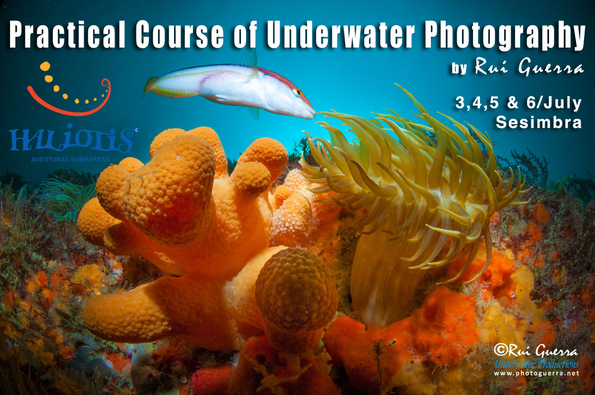 course Haliotis July 2015